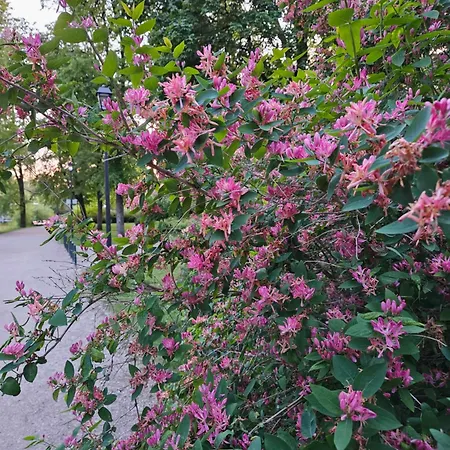 Mykoliukas 公寓