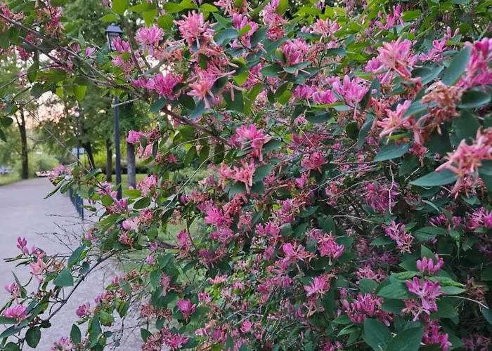 Mykoliukas Apartamento